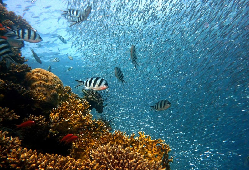 Deep-Sea Corals