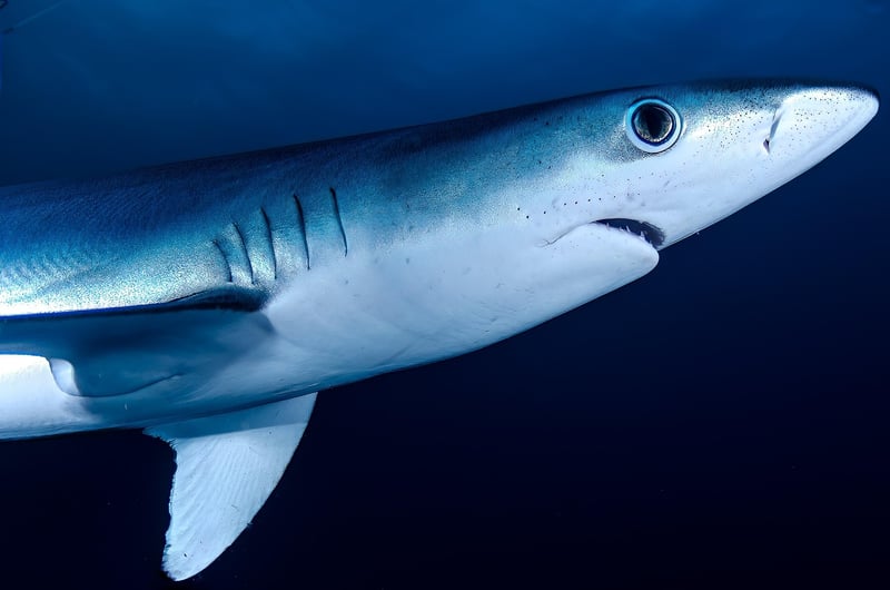 Oceanic Sharks